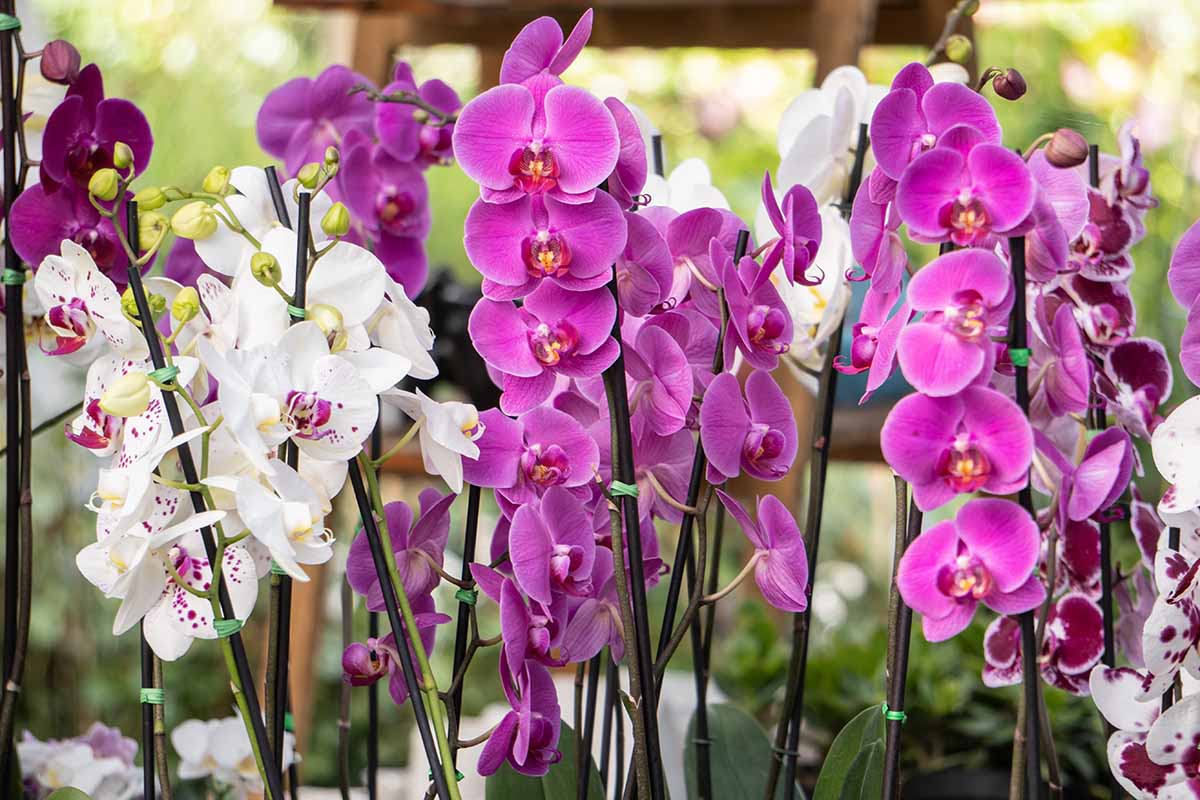Mixed Orchid Orchidaceae spp Flower Seeds for Planting in Flower Bed