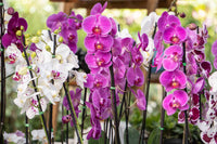Mixed Orchid Orchidaceae spp Flower Seeds for Planting in Flower Bed