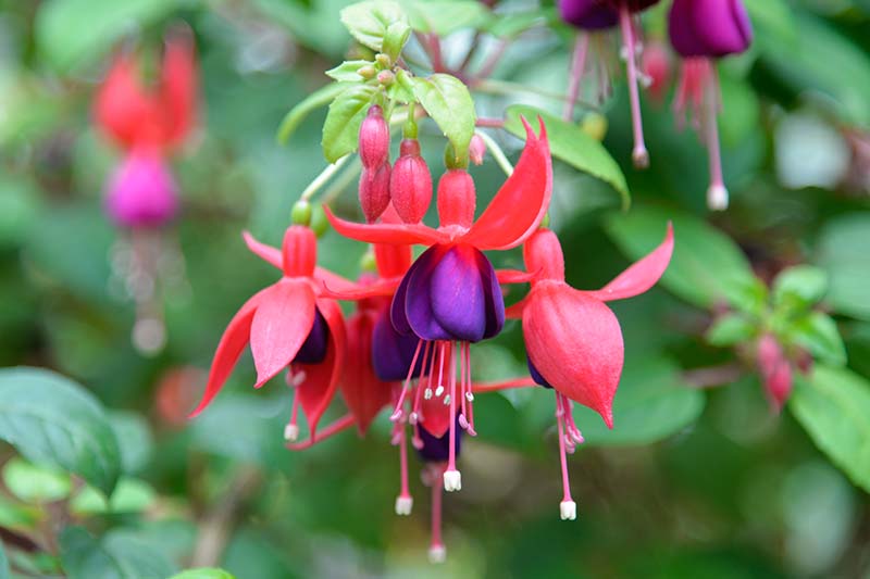 Purple Fuchsia Flower seeds for Planting - Easy to Grow, Heirloom & GMO Free Seeds for Home Garden
 
 Sale