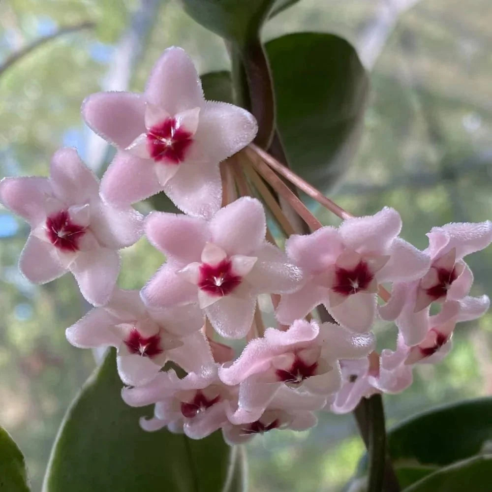 Cream Hoya Flower Seeds for Planting Compact Growth Heirloom & GMO Free Seeds for Home Garden
 
 Sale