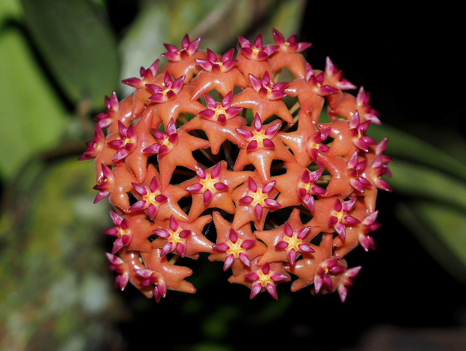 Non GMO Mixed Hoya seeds