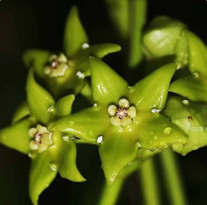Hoya Carnosa Flower seeds for Planting - Perfect for Borders, Heirloom & GMO Free Seeds for Home Garden