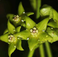 Hoya Carnosa Flower seeds for Planting - Perfect for Borders, Heirloom & GMO Free Seeds for Home Garden