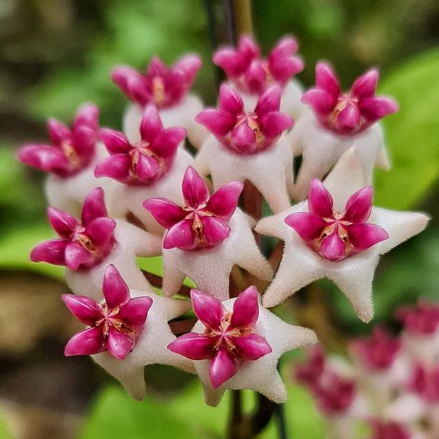 Dark Pink Hoya Flower Seeds for Planting Easy to Grow Heirloom & GMO Free Seeds for Home Garden
 
 Sale