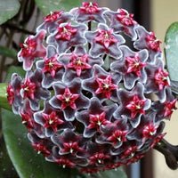 Purple White Hoya Flower seeds for Planting - Bright Blooms, Heirloom & GMO Free Seeds for Home Garden