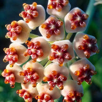 Hoya Kerrii Flower seeds for Planting Compact Growth Heirloom & GMO Free Seeds for Home Garden 
 
 Sale