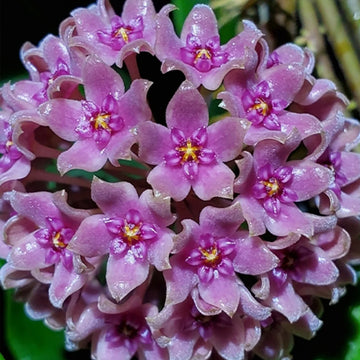 Violet Hoya Flower seeds for Planting Cottage Garden Essential Heirloom & GMO Free Seeds for Home Garden 
 
 Sale