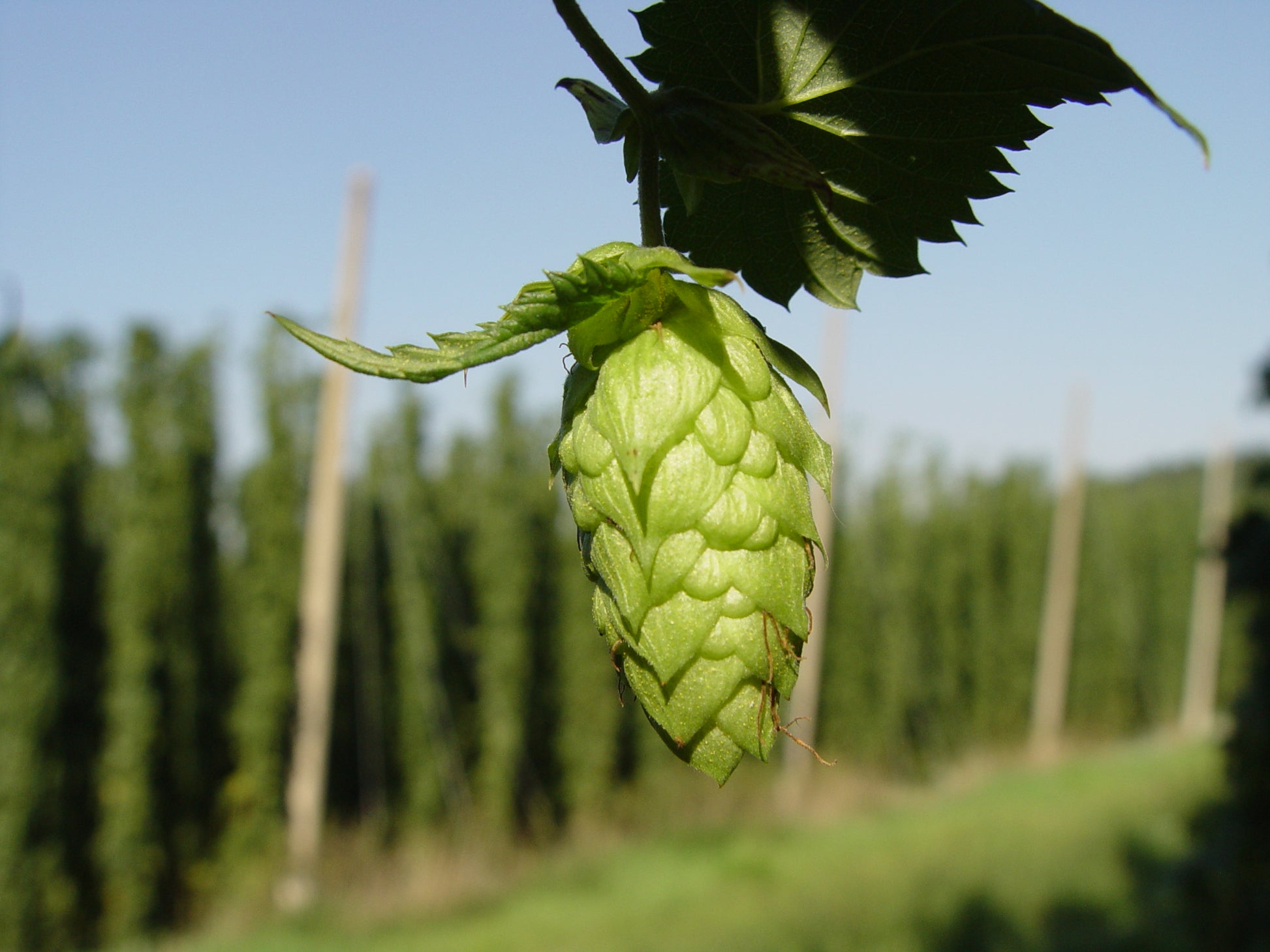 Light Green Humulus Lupulus Flower seeds for Planting - Long Bloom Season, Heirloom & GMO Free Seeds for Home Garden