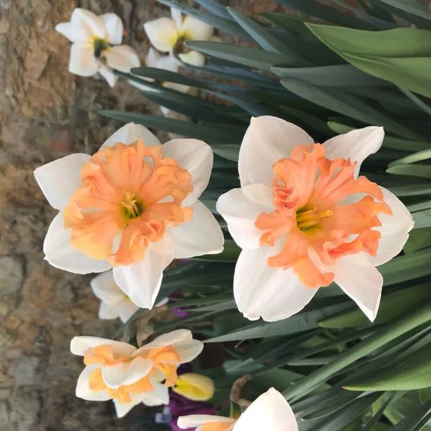 Peach (Peach Daffodil) seeds for planting in home garden
