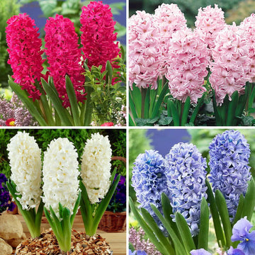Hyacinthus Orientalis Flower seeds for Planting - Low Maintenance, Heirloom & GMO Free Seeds for Home Garden