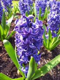 Hyacinthus Orientalis Flower seeds for Planting Pollinator Friendly Heirloom & GMO Free Seeds for Home Garden