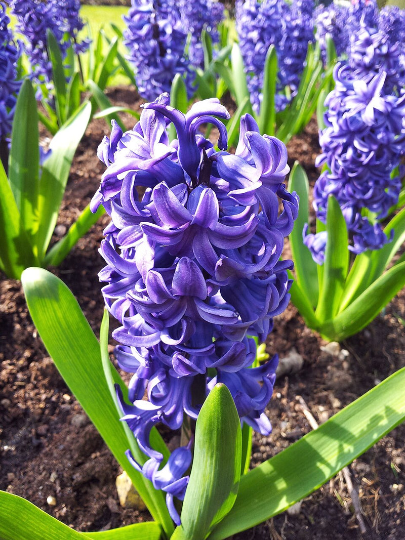 Blue Hyacinth Flower seeds for Planting - Perfect for Borders, Heirloom & GMO Free Seeds for Home Garden