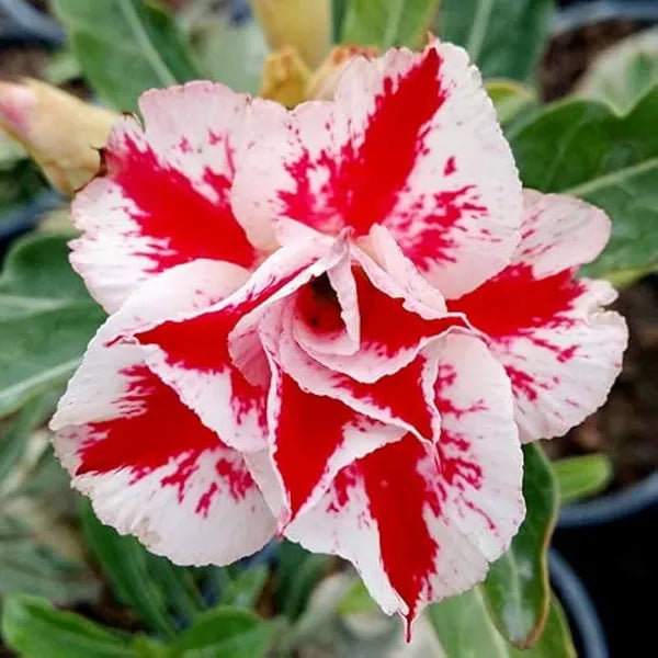Heirloom Adenium Flower seeds for Planting Hardy Variety Heirloom & GMO Free Seeds for Home Garden