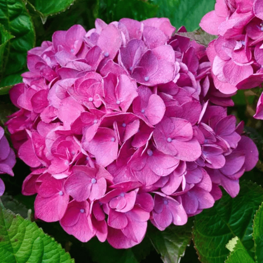 Pink Hydrangea Flower seeds for Planting - Fragrant Blossoms, Heirloom & GMO Free Seeds for Home Garden