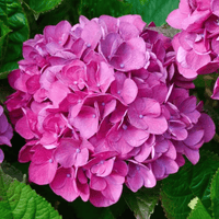 Pink Hydrangea Flower seeds for Planting - Fragrant Blossoms, Heirloom & GMO Free Seeds for Home Garden