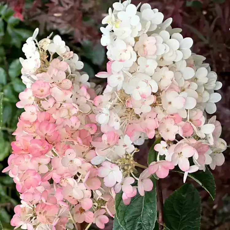 White Vanilla Fraise Flower seeds for Planting - Cottage Garden Essential, Heirloom & GMO Free Seeds for Home Garden