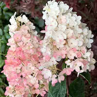 White Vanilla Fraise Flower seeds for Planting - Cottage Garden Essential, Heirloom & GMO Free Seeds for Home Garden