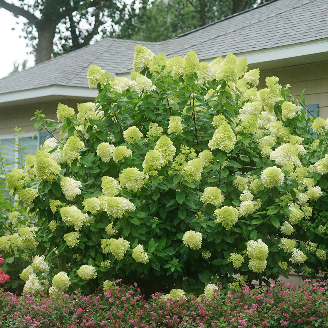 Hydrangea macrophylla Green Cloud Flower seeds for Planting - Seasonal Bloomer, Heirloom & GMO Free Seeds for Home Garden