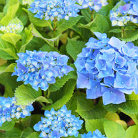 Blue Hydrangea Flower seeds for Planting - Fragrant Blossoms, Heirloom & GMO Free Seeds for Home Garden
