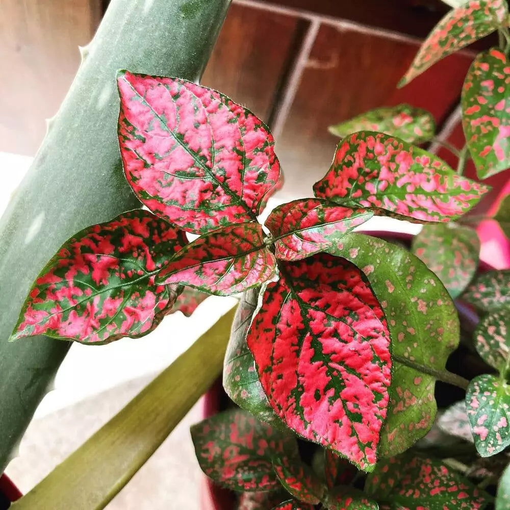 Red Hypoestes Flower seeds for Planting Hardy Variety Heirloom & GMO Free Seeds for Home Garden 
 
 Sale seeds for home garden planting