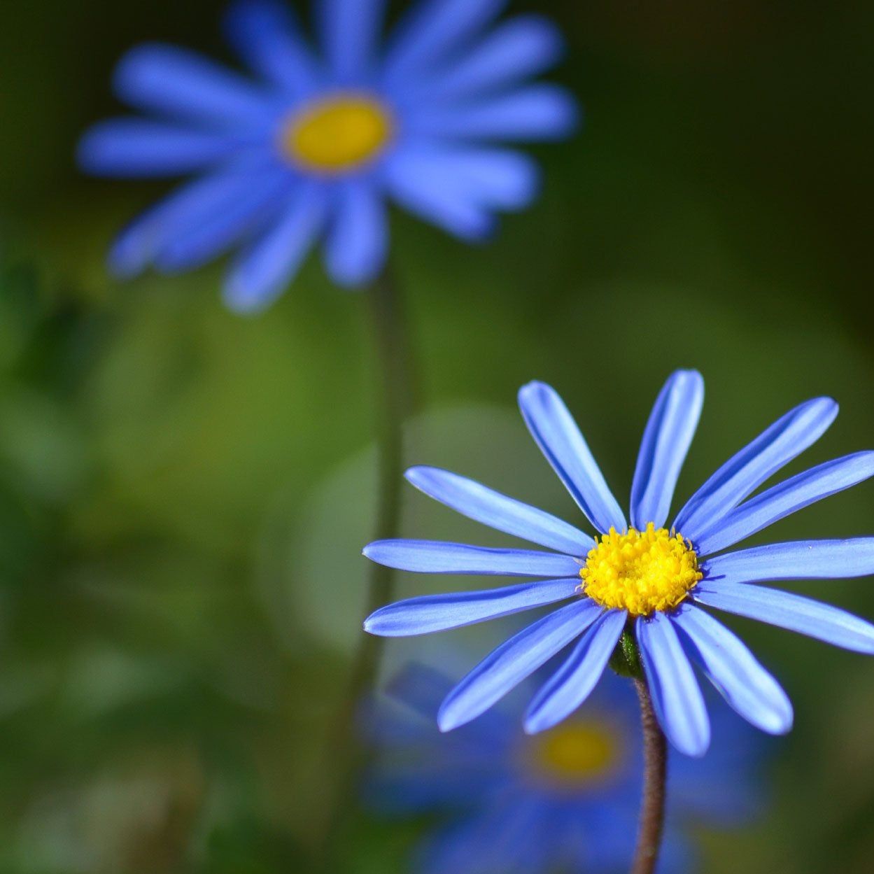 Blue Felicia Flower seeds for Planting - Long Bloom Season, Heirloom & GMO Free Seeds for Home Garden