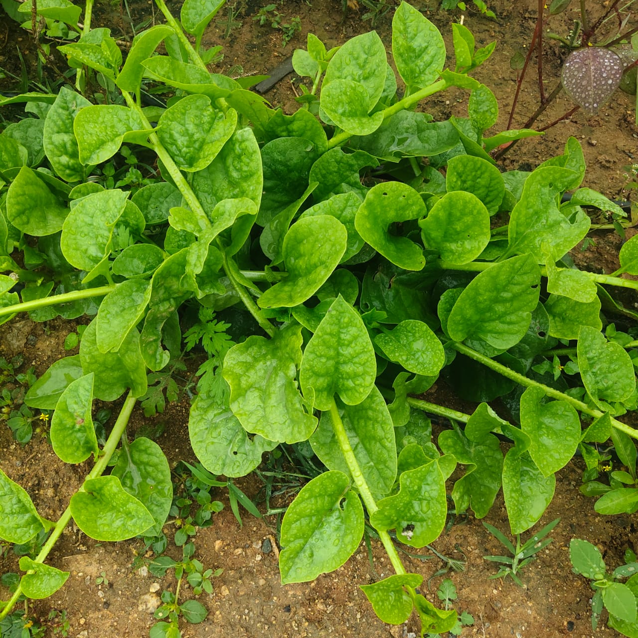 Climbing Green Malabar Spinach growing on a trellis in a sunny vertical garden.