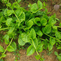 Climbing Green Malabar Spinach growing on a trellis in a sunny vertical garden.