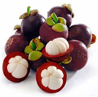 Evergreen Mangosteen plant with glossy green leaves