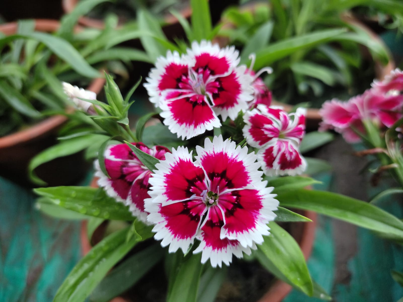 Dianthus Flower Seed Flower seeds for Planting Hardy Variety Heirloom & GMO Free Seeds for Home Garden