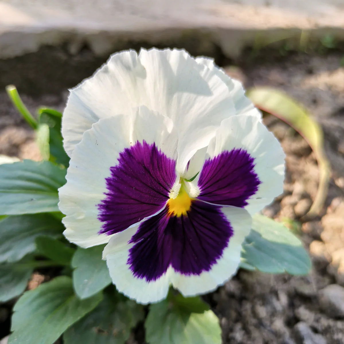 White & Black Pansy Flower seeds for Planting - Perfect for Borders, Heirloom & GMO Free Seeds for Home Garden