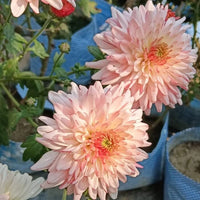 Chrysanthemum Flower seeds for Planting Drought Tolerant Heirloom & GMO Free Seeds for Home Garden 
 
 Sale