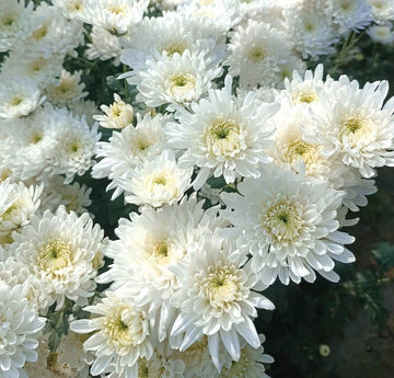 White Chrysanthemum or Quercifolia Flower seeds for Planting - Low Maintenance, Heirloom & GMO Free Seeds for Home Garden