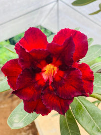 Deep Red Adenium Obesum Flower Seeds for Planting – Heirloom NonGMO Organic Garden Seeds with High Germination
 
 Sale