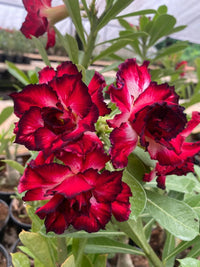 Deep Red Adenium Obesum Flower Seeds for Planting – Heirloom NonGMO Organic Garden Seeds with High Germination
 
 Sale
