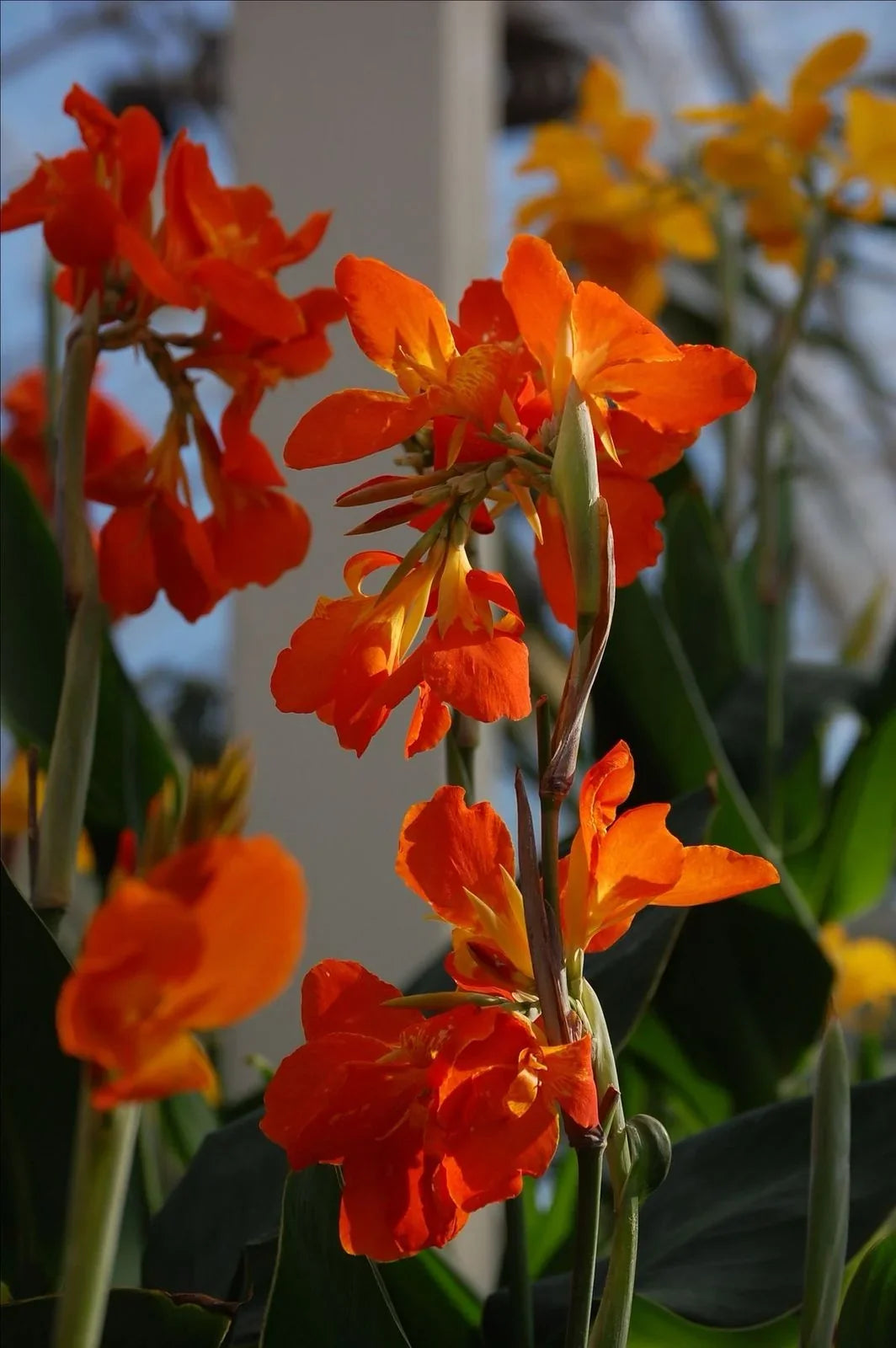 Canna Lily plants adding height and color to an outdoor landscape border

