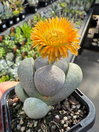 Pleiospilos Flower seeds for Planting Cottage Garden Essential Heirloom & GMO Free Seeds for Home Garden 
 
 Sale