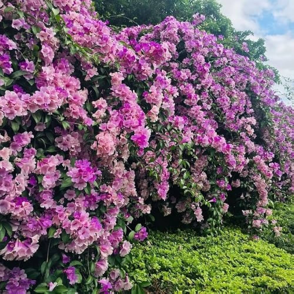 Mixed Liana Flower seeds for Planting - Colorful Display, Heirloom & GMO Free Seeds for Home Garden