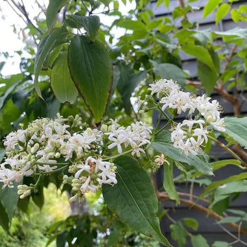 White Sevenson Flower seeds for Planting - Wildflower Mix, Heirloom & GMO Free Seeds for Home Garden