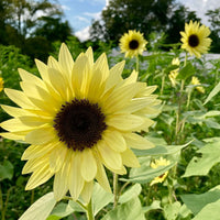 Light Yellow Sunflower Seeds For Planting