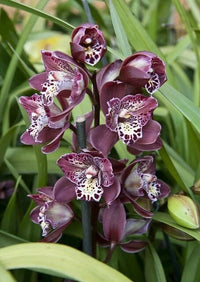 Cymbidium orchid perennial flower plant