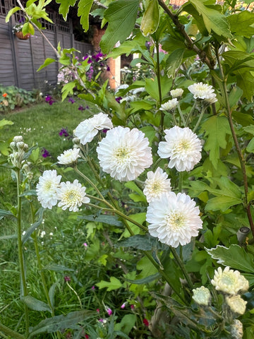 Ptarmica Flower seeds for Planting Shade Tolerant Heirloom & GMO Free Seeds for Home Garden 
 
 Sale for planting in home garden