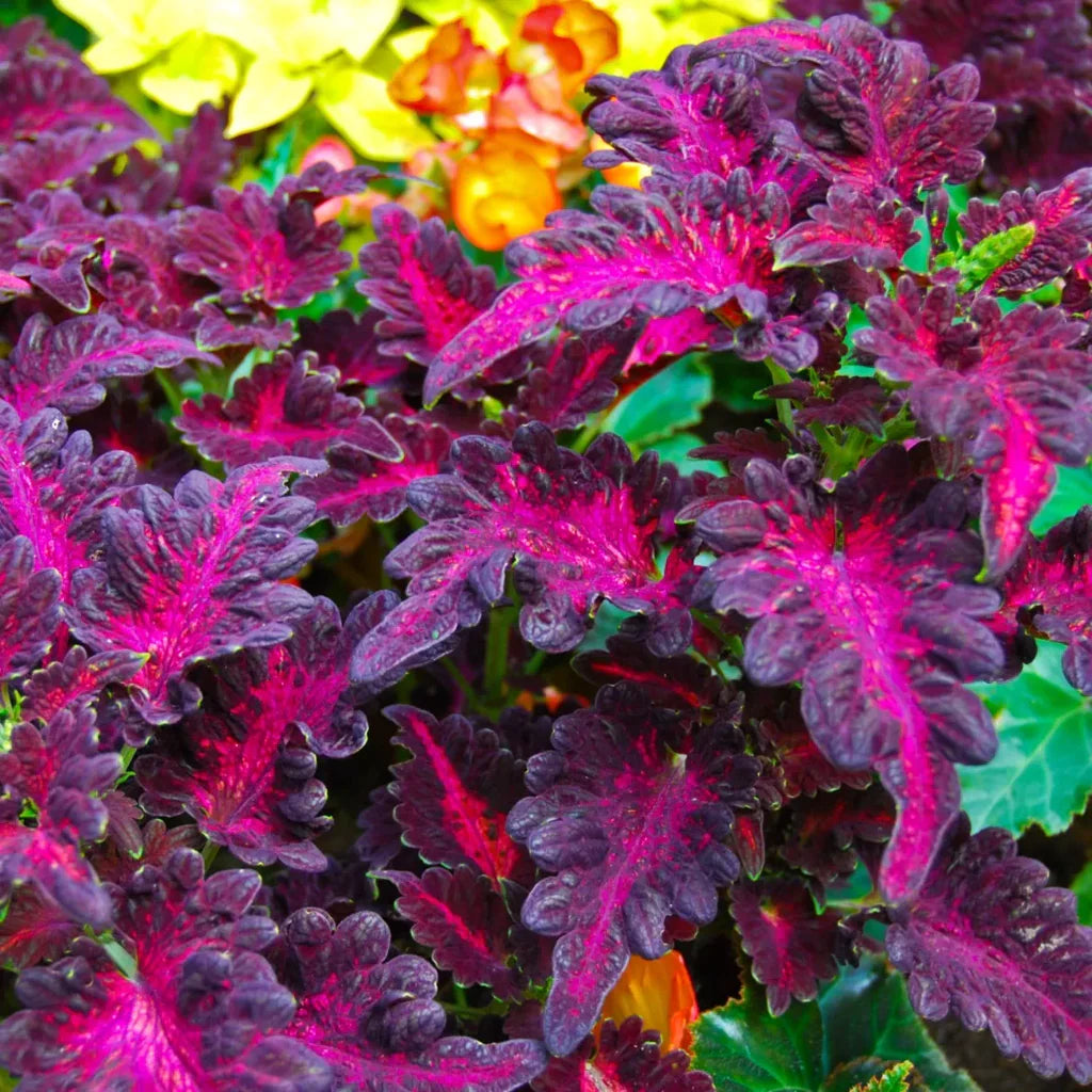 Pink Dragon Coleus for Planting Drought Tolerant Heirloom & GMO Free Seeds for Home Garden
 
 Sale