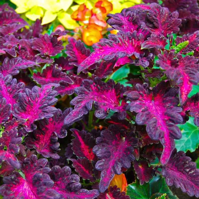 Pink Dragon Coleus for Planting Drought Tolerant Heirloom & GMO Free Seeds for Home Garden
 
 Sale