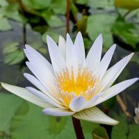 Water Lily seeds for growing beautiful aquatic flowers in garden ponds.