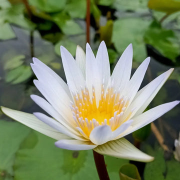 Water Lily seeds for growing beautiful aquatic flowers in garden ponds.