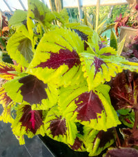 Yellow Coleus Flower seeds for Planting - Garden Favorite, Heirloom & GMO Free Seeds for Home Garden