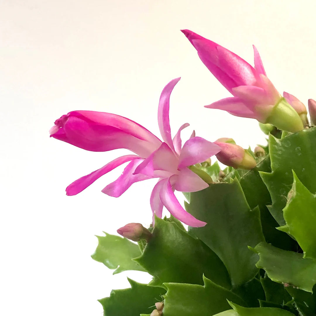 Pink Schlumbergera Flower seeds for Planting - Shade Tolerant, Heirloom & GMO Free Seeds for Home Garden