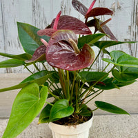 Maroon Anthurium Flower seeds for Planting Colorful Display Heirloom & GMO Free Seeds for Home Garden