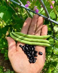 Cherokee Trail of Tears Bean Seeds for Home Garden Planting | Heirloom Non-GMO