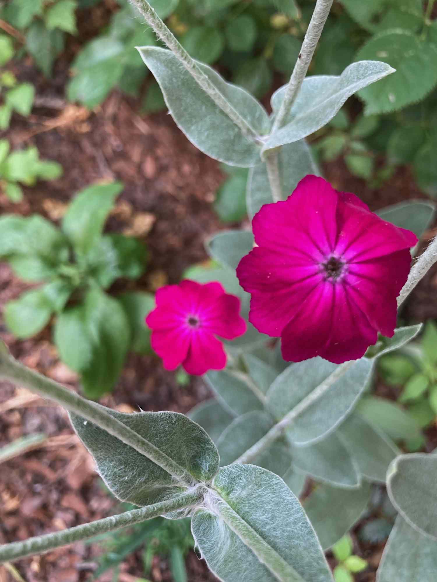 Pink Rose Campion Flower seeds for Planting - Perfect for Borders, Heirloom & GMO Free Seeds for Home Garden